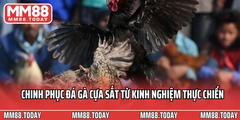 Chinh phục đá gà cựa sắt từ kinh nghiệm thực chiến